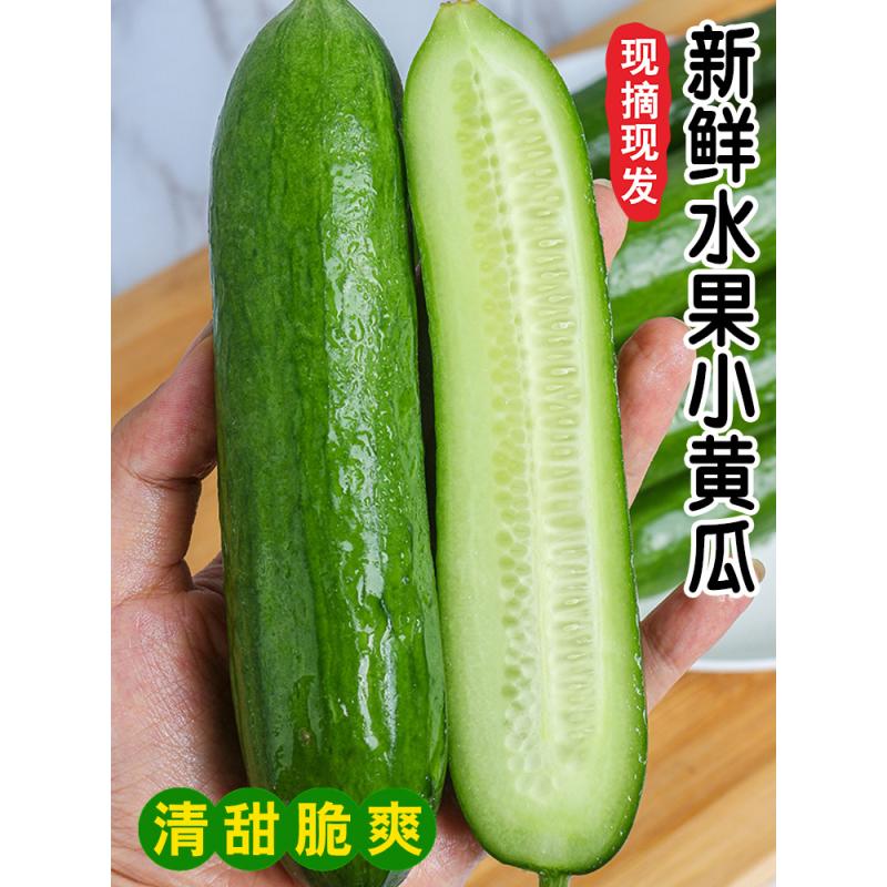 水果黄瓜新鲜即食小青瓜5斤时令蔬菜生吃玉女脆嫩小黄瓜整箱包邮 - 图1