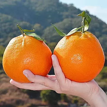 正宗眉山耙耙柑现采直发9斤