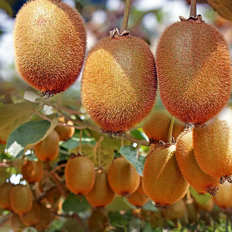 【芭芭农场兑换】徐香猕猴桃12枚单果70-90g,淘宝优惠券,粉丝福利购,淘宝优惠卷