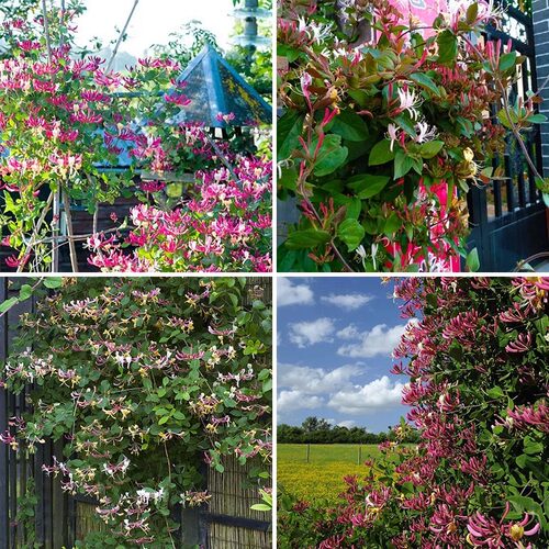 金银花树苗盆栽鸳鸯忍冬藤室内浓香花卉阳台庭院四季爬藤植物易活 - 图0
