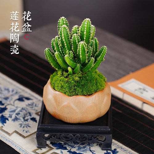万重山盆景室内盆栽绿植花卉仙人掌四季好养多肉类植物仙人球客厅 - 图0