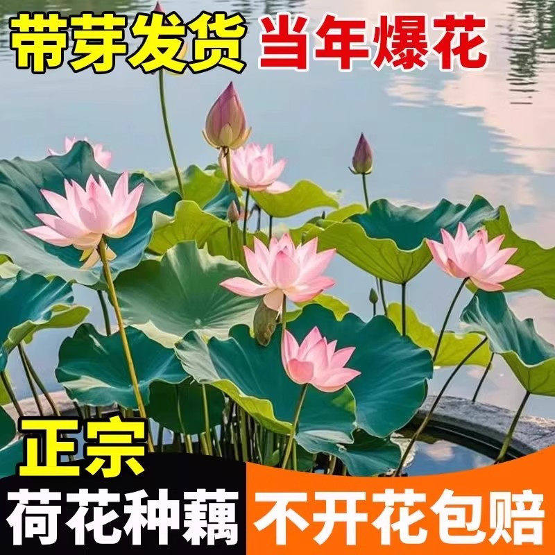 荷花盆栽莲花藕苗四季观赏藕种水培植物池塘花卉睡莲莲藕苗种花期