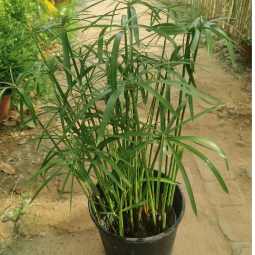 水培植物水竹盆栽旱伞草风车草水生鱼缸养挺水植物庭院棕竹 - 图2