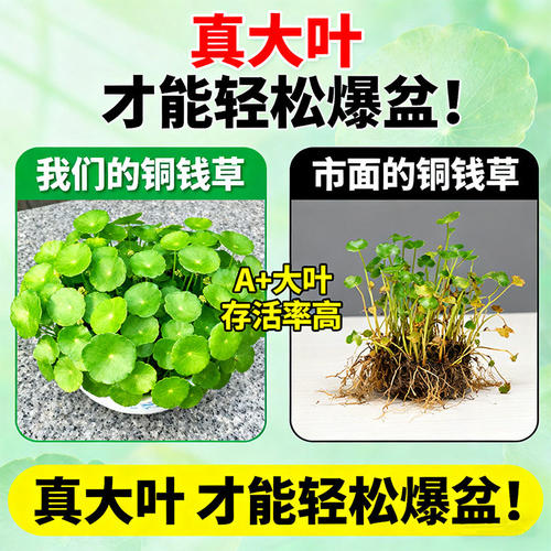 大叶铜钱草水培植物金钱草盆栽室内外精品绿植四季好养活客厅阳台 - 图0