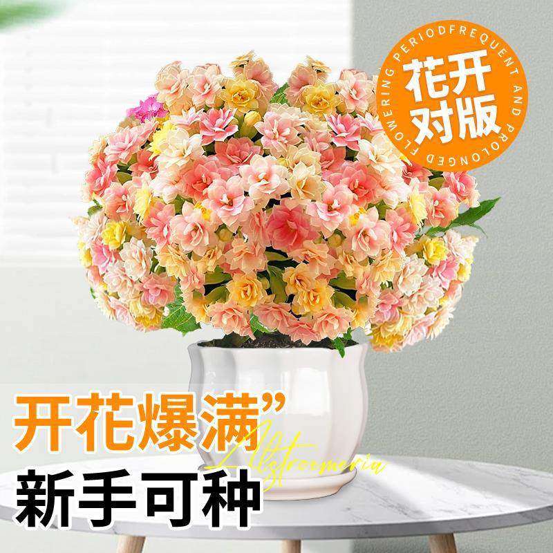 长寿花盆栽重瓣大花变色龙带花苞花苗四季开花绿植物室内桌面花卉,淘宝优惠券,粉丝福利购,淘宝优惠卷