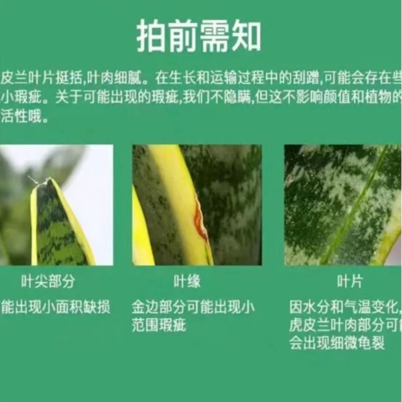 大型金边白玉虎皮兰室内盆栽客厅吸甲醛绿植花卉水培多肉植物好养 - 图0