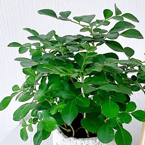 九里香盆栽花卉绿植室内驱蚊四季长绿好养水培观叶植物净化空气 - 图3