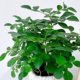 Jiulixiang evergreen potted plant | Thousands of people repurchase