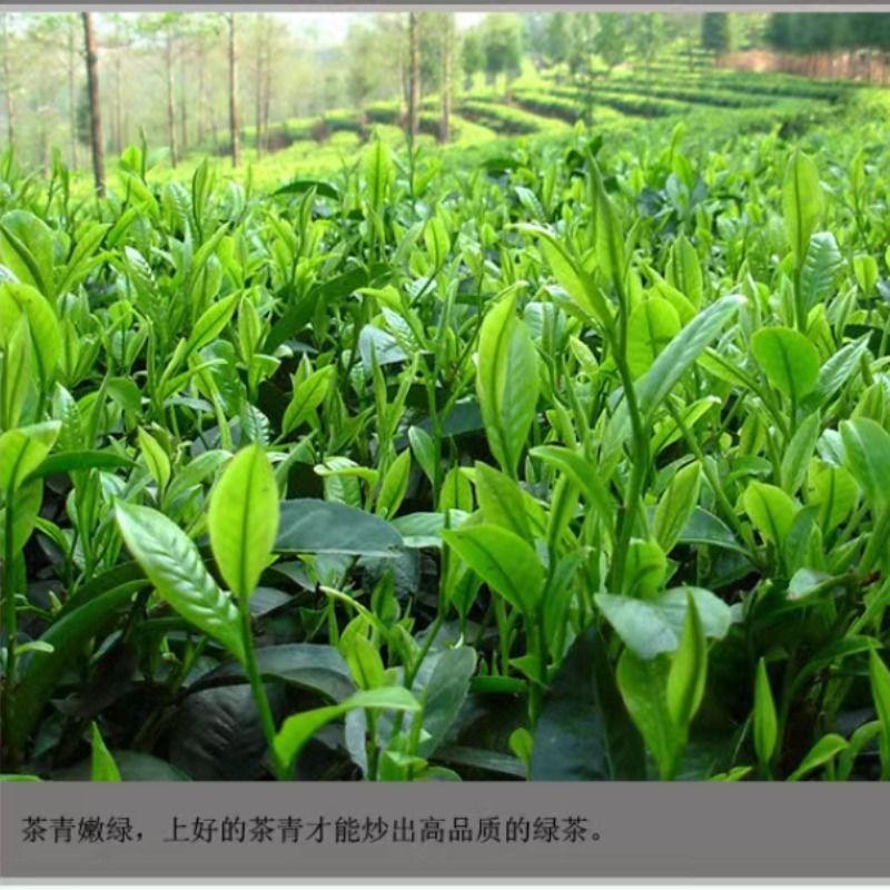 高山绿茶2024新茶叶雨前春茶浓香型毛尖茶口粮青茶云雾茶散装袋装-图1