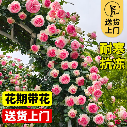 1米8大苗蔷薇花苗藤本月季特大花爬藤植物阳台庭院四季耐寒红木香 - 图0