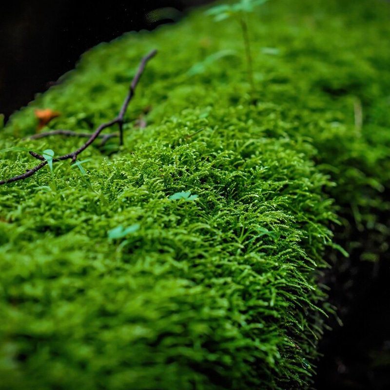 鲜活苔藓微景观生态瓶diy白发藓盆景假山装饰植物材料青苔小灰 - 图1