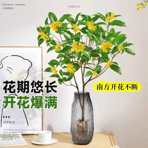 水培四季桂花树苗带花苞盆栽客厅室内植物阳台花卉办公室桌面绿植 - 图2