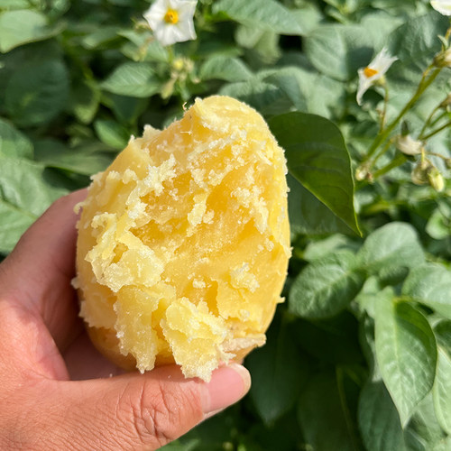 正宗甘肃定西土豆沙面黄心马铃薯蔬菜洋芋旱沙地新鲜现挖9斤开花 - 图2