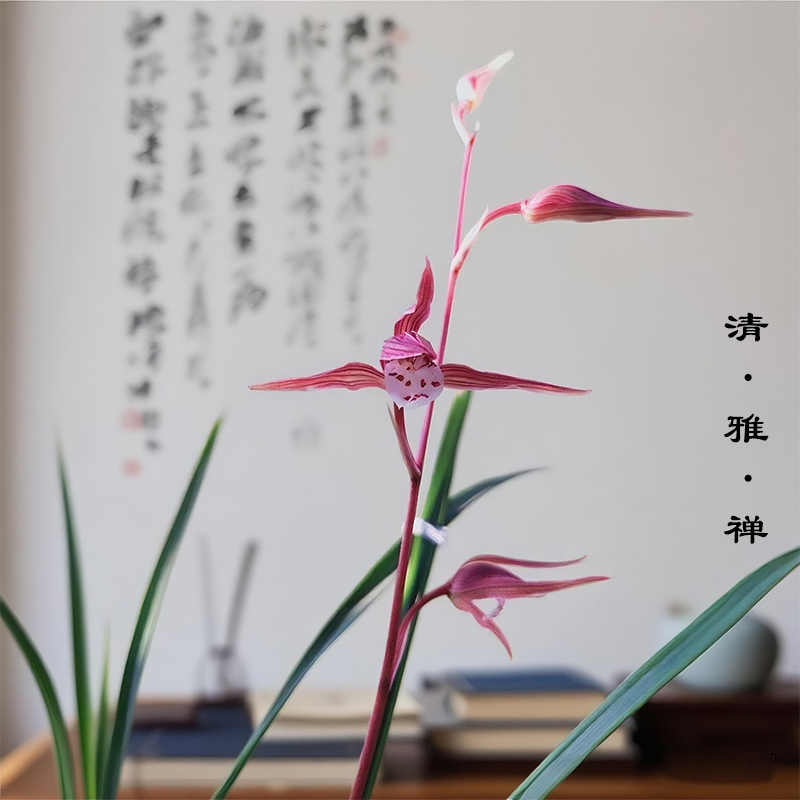 名贵兰花苗 细叶寒兰高档室内好养浓香冬带花苞桌面盆栽绿植花卉 - 图0