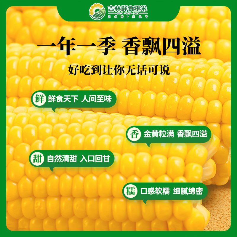 正宗东北黄糯玉米软糯香甜粘苞米真空装粗粮