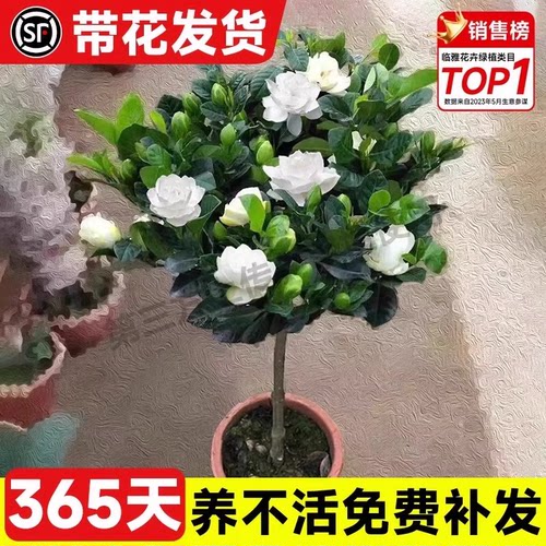 棒棒糖栀子花盆栽花卉绿植好养四季开花带花苞植物室内水培阳台 - 图0