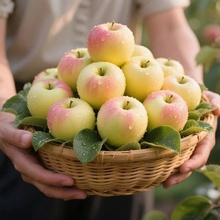 新鲜嘎啦苹果带箱装5斤