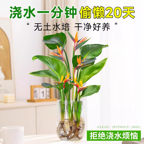 水培天堂鸟盆栽桌面四季常青植物室内水养耐阴客厅驱蚊开花摆放 - 图1