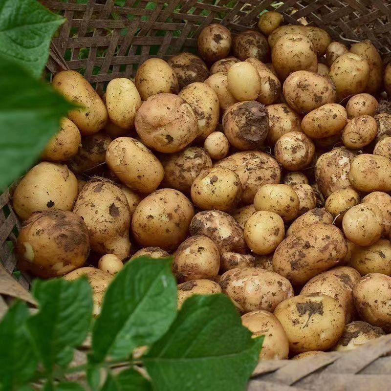 恩施小土豆黄皮黄心土豆新鲜蔬菜老品种农家鲜土豆马铃薯洋芋,淘宝优惠券,粉丝福利购,淘宝优惠卷