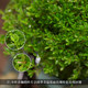 ໃບນ້ອຍສີແດງ phoebe ເກົ່າ pile bonsai ຕົ້ນໄມ້ສີຂຽວແລະດອກໄມ້ micro-landscape desktop desktop ງ່າຍທີ່ຈະຮັກສາພືດຜັກຂຽວຕະຫຼອດປີສີ່ລະດູການ.
