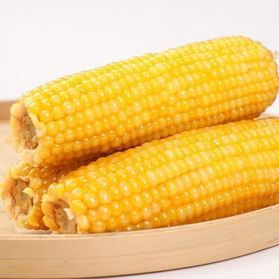 东北甜糯玉米10根黑土种植软糯香甜低脂黄糯当季新货东北黏玉米