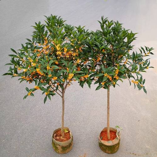 金桂桂花花卉树苗室外大树四季桂老桩庭院八月桂种植别墅地栽绿植 - 图3