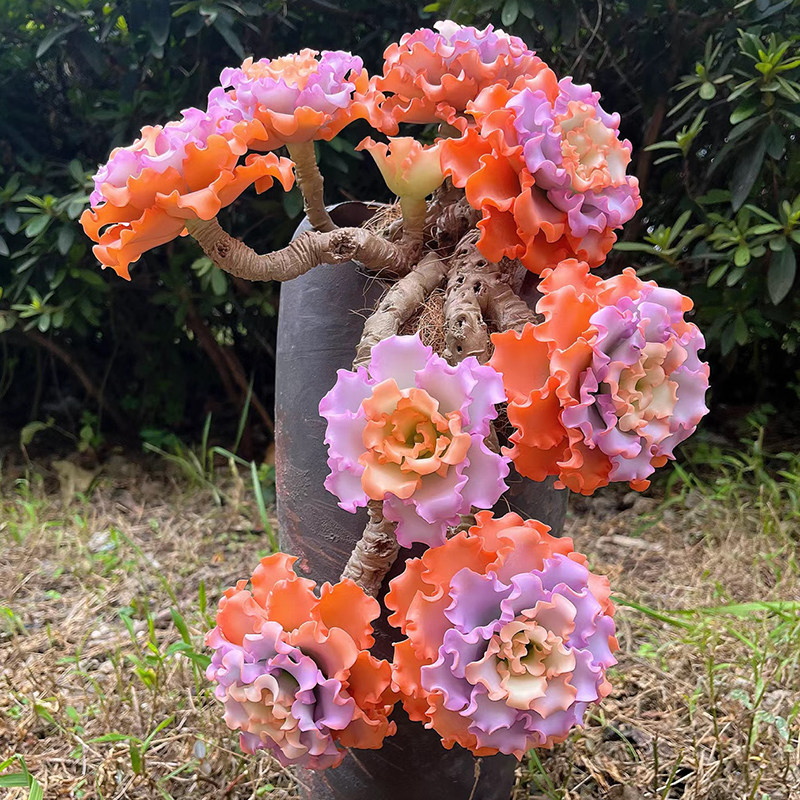 精品奶酪多肉植物室内盆栽绿植稀有品种汤圆小肉肉花卉植物好养活