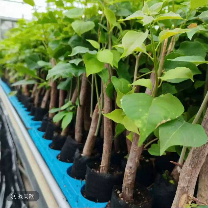 重瓣三角梅盆栽带花老桩大苗室内外爬藤植物红梅花卉四季多季开花