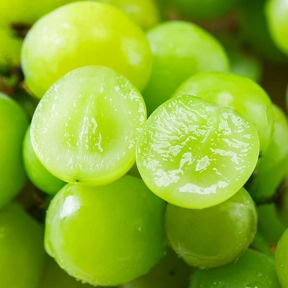 山东日照阳光玫瑰健康水果孕妇小孩都爱吃现摘现发口口满足超甜 - 图0