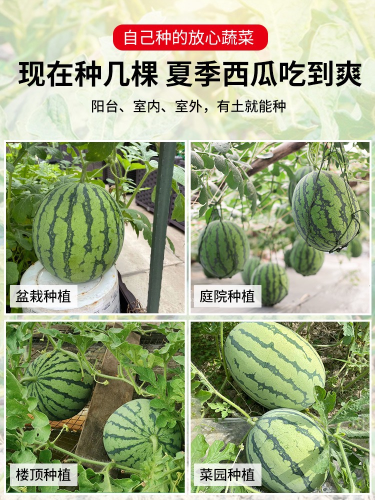 8424西瓜苗秧盆栽麒麟大西瓜种苗嫁接直生无籽西瓜水果蔬菜苗秧苗 - 图1