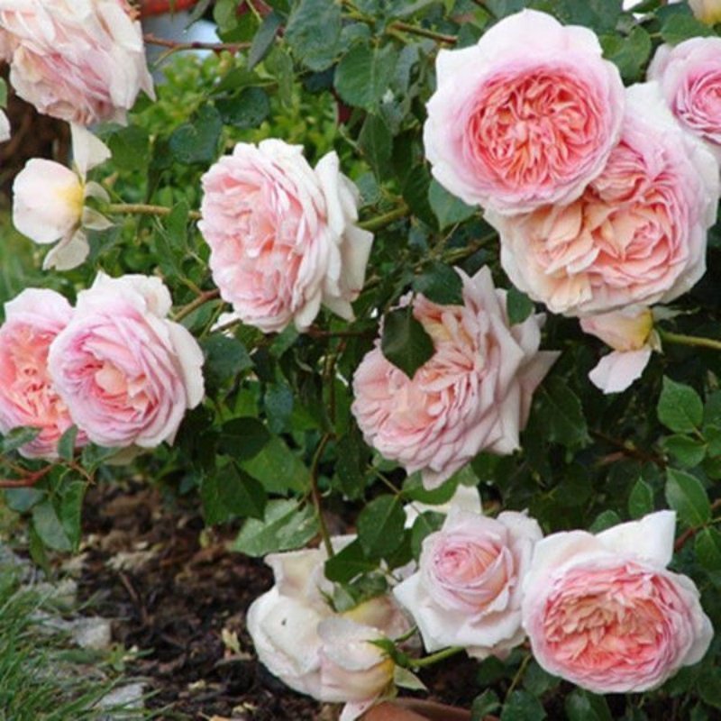 爬藤月季老桩四季开花蔷薇花苗大花浓香盆栽玫瑰藤本花卉,淘宝优惠券,粉丝福利购,淘宝优惠卷