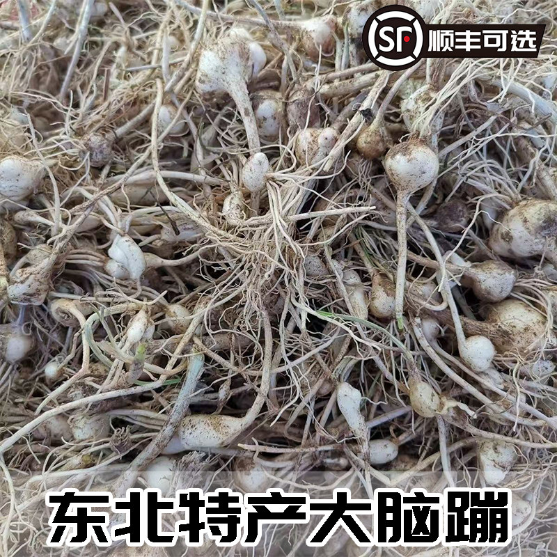 25年新货现挖小根蒜大脑瓜野生新鲜大脑蹦浸没菜山野蒜葱顺丰叶菜 - 图3