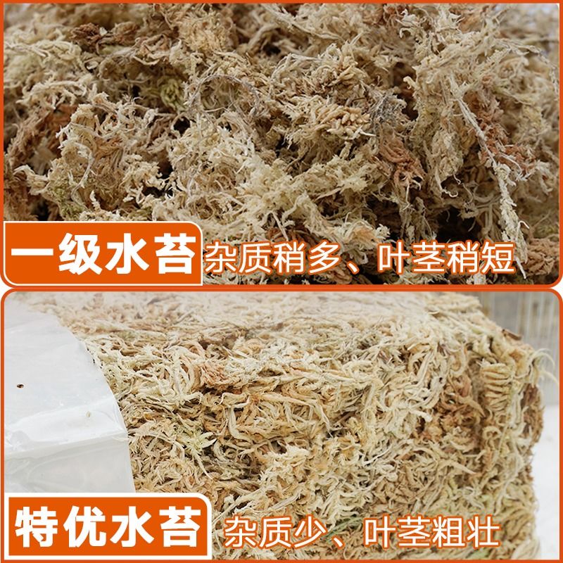 水苔蝴蝶兰专用营养土干苔藓青苔石斛花垫材兰花土育苗种植烂根-图1