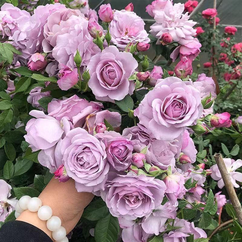 爬藤蔷薇月季老桩花苗大花浓香庭院阳台植物花卉玫瑰花苗四季开花,淘宝优惠券,粉丝福利购,淘宝优惠卷