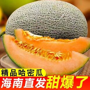 海南哈密瓜带箱5斤【中大果】