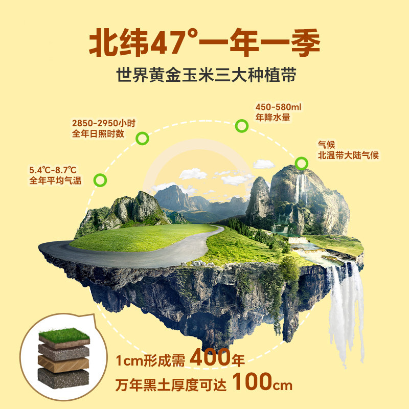 东北有机黄糯玉米新货真空黏玉米棒现摘黄糯苞米非即食早餐代餐