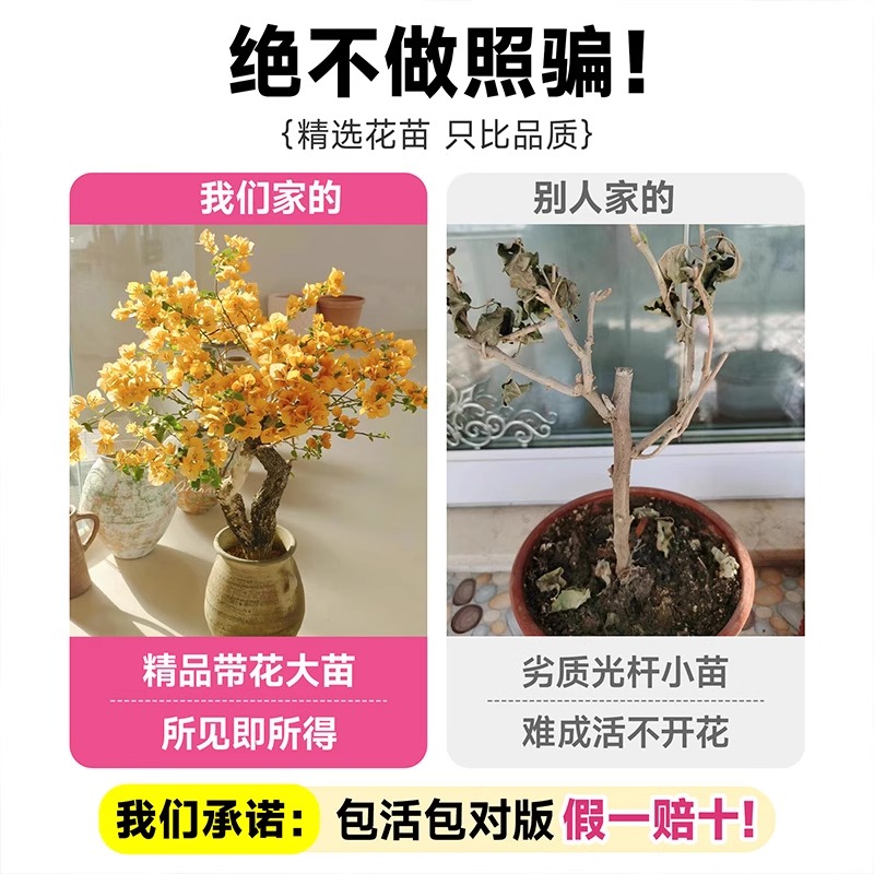 三角梅花树苗四季开花绿樱老桩盆栽特大苗庭院耐热云南紫勤花植物 - 图1