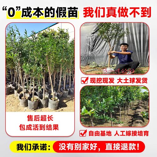 石榴树苗突尼斯软籽甜石榴苗盆栽地栽阳台庭院南北方种植当年结果 - 图1