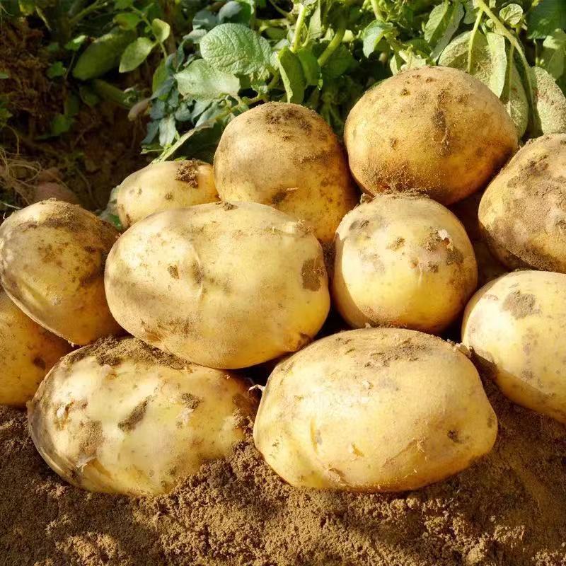 【一降到底】新土豆10斤/ 5斤装马铃薯黄心土豆精品土豆批发包邮 - 图1