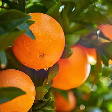 正宗赣南脐橙净重4.5斤(70-90mm)