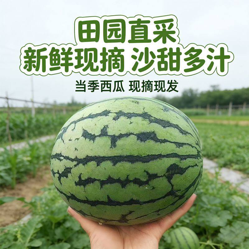 果园直发新鲜西瓜2k早春红玉西瓜手撕薄皮一整箱有籽无籽水果糖丸