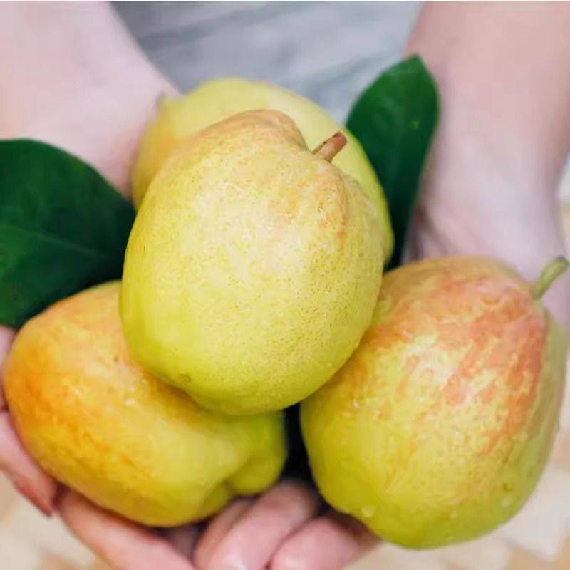 新疆库尔勒香梨全母梨子新鲜孕妇水果国家地理标志产品,淘宝优惠券,粉丝福利购,淘宝优惠卷