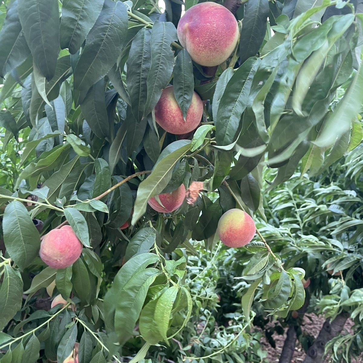 新鲜水蜜桃现摘甜毛脆桃子孕妇时令当季水果整箱鲜甜多汁软硬两吃