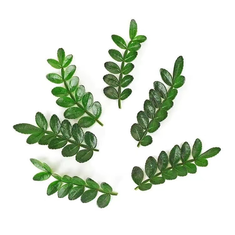 清香木叶子蛋糕装饰新鲜西餐烘焙植物装饰摆盘点缀甜品胡椒木盆栽 - 图3
