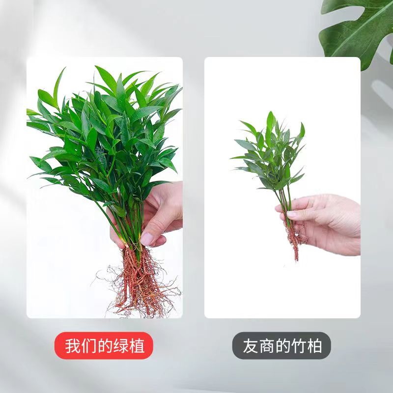 竹柏驱蚊竹水培植物室内客厅水养绿植花卉盆栽办公室桌面四季卧室