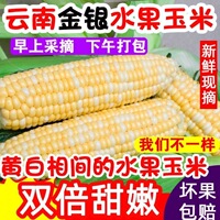 新鲜甜玉米棒云南双色水果玉米4.5斤