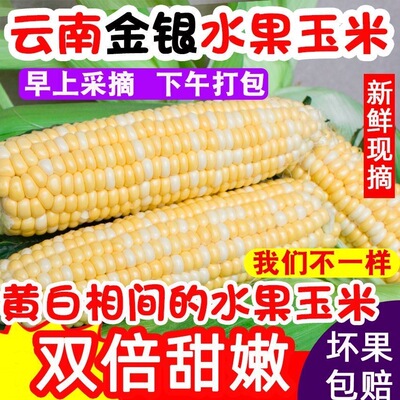 新鲜甜玉米棒云南双色水果玉米4.5斤