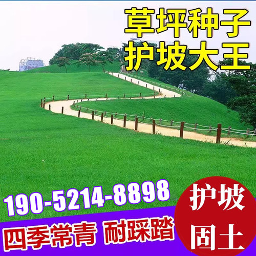 草坪草籽黑麦草子牙根青草皮草籽马尼拉草种籽庭院植物护坡高羊茅 - 图2