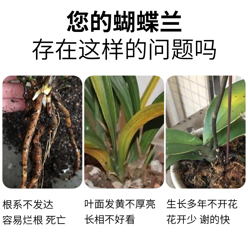 兰花专用营养液肥兰科植物蝴蝶兰君子兰墨兰促开花有机肥料兰灵 - 图1