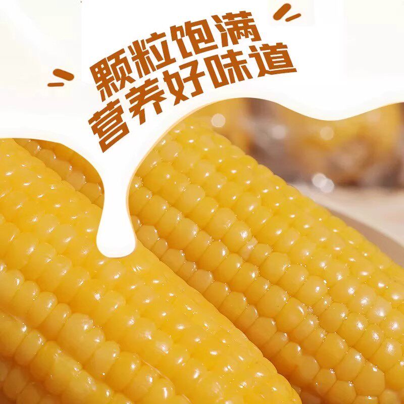 头茬新鲜东北黄糯玉米棒真空包装黄粘玉米加热即食真空装早餐粗粮